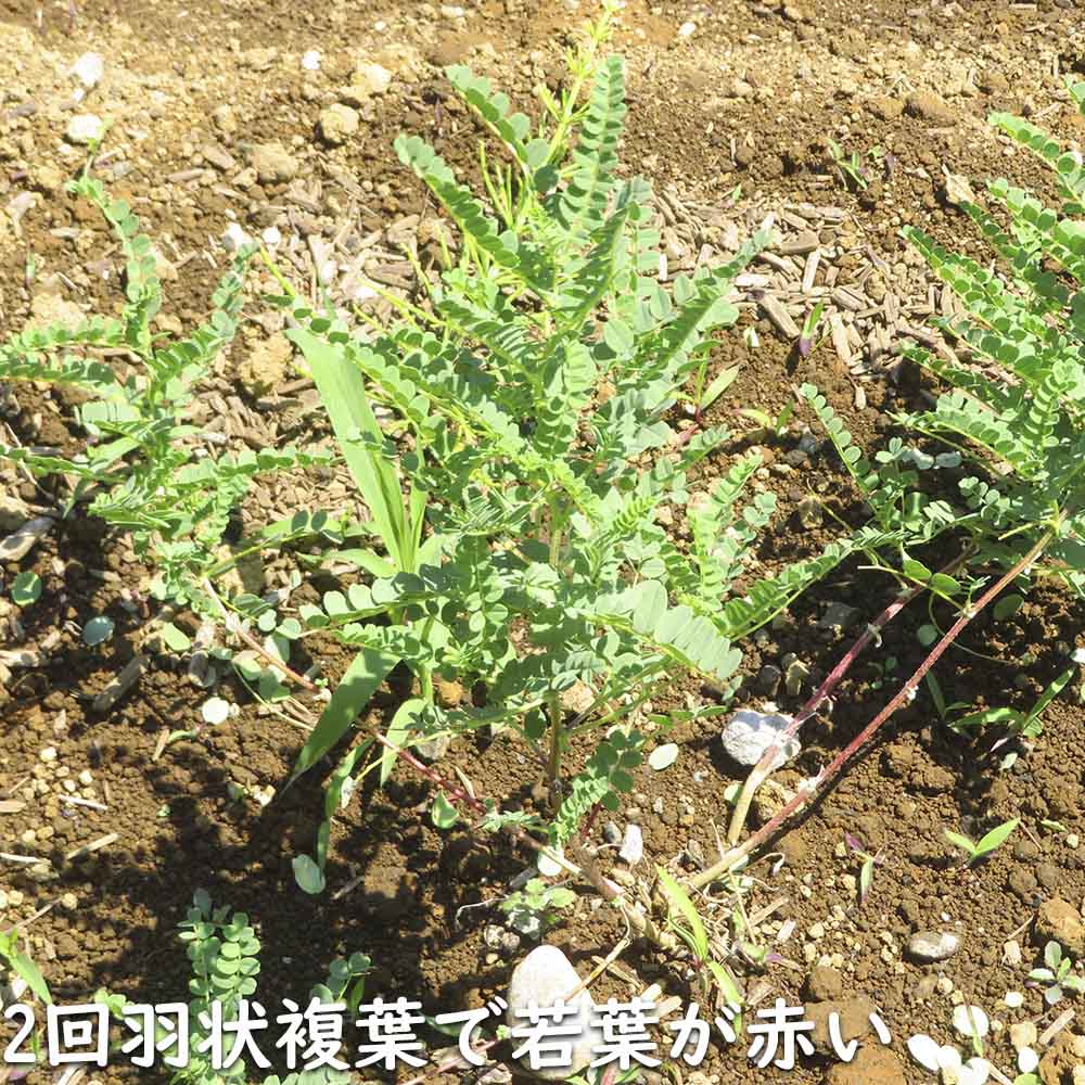ベニシダ 10.5cmポット 苗の詳細画像3