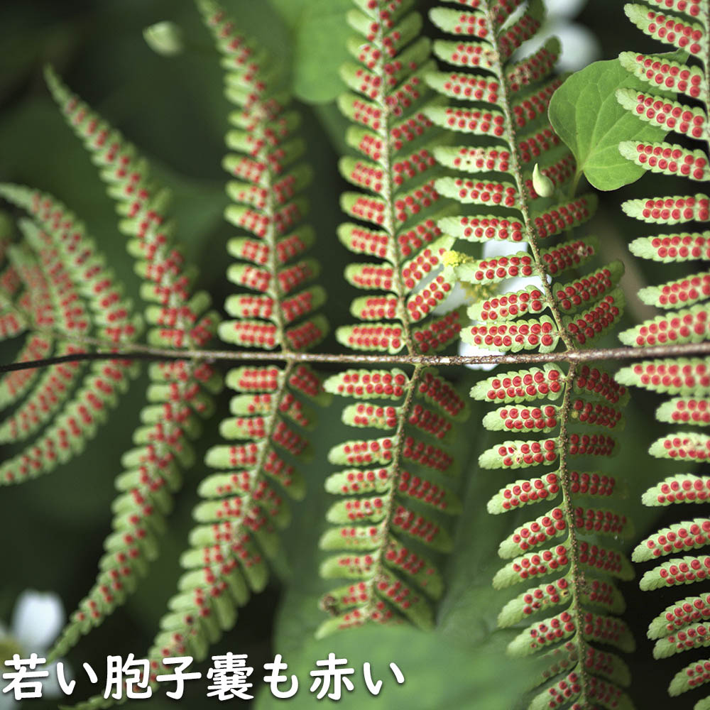 ベニシダ 10.5cmポット 苗の詳細画像4