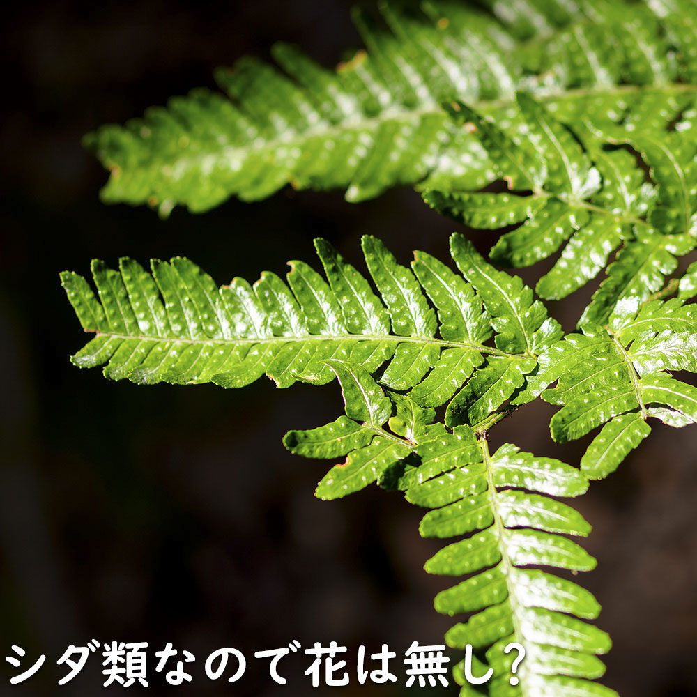 ベニシダ 10.5cmポット 苗の詳細画像5