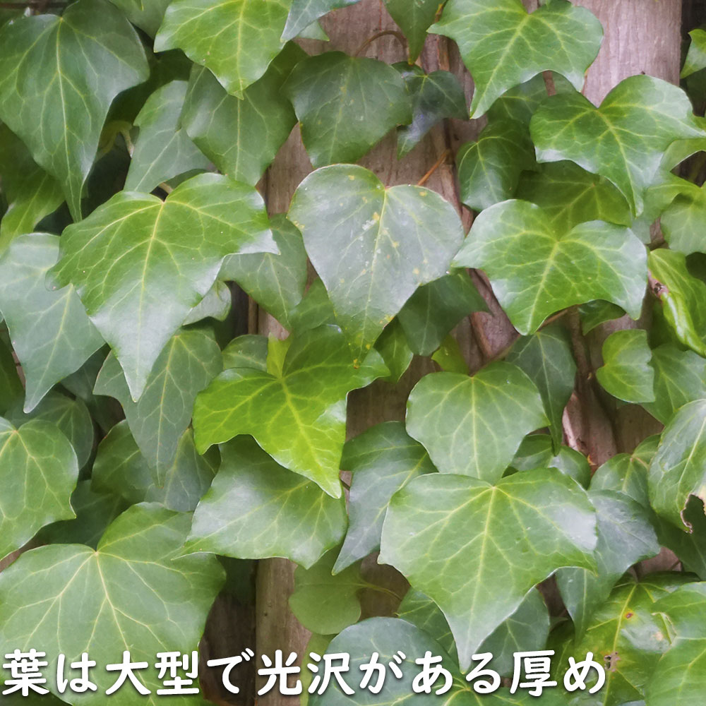 ヘデラ カナリエンシス 2m長尺 15cmポッ...の詳細画像3