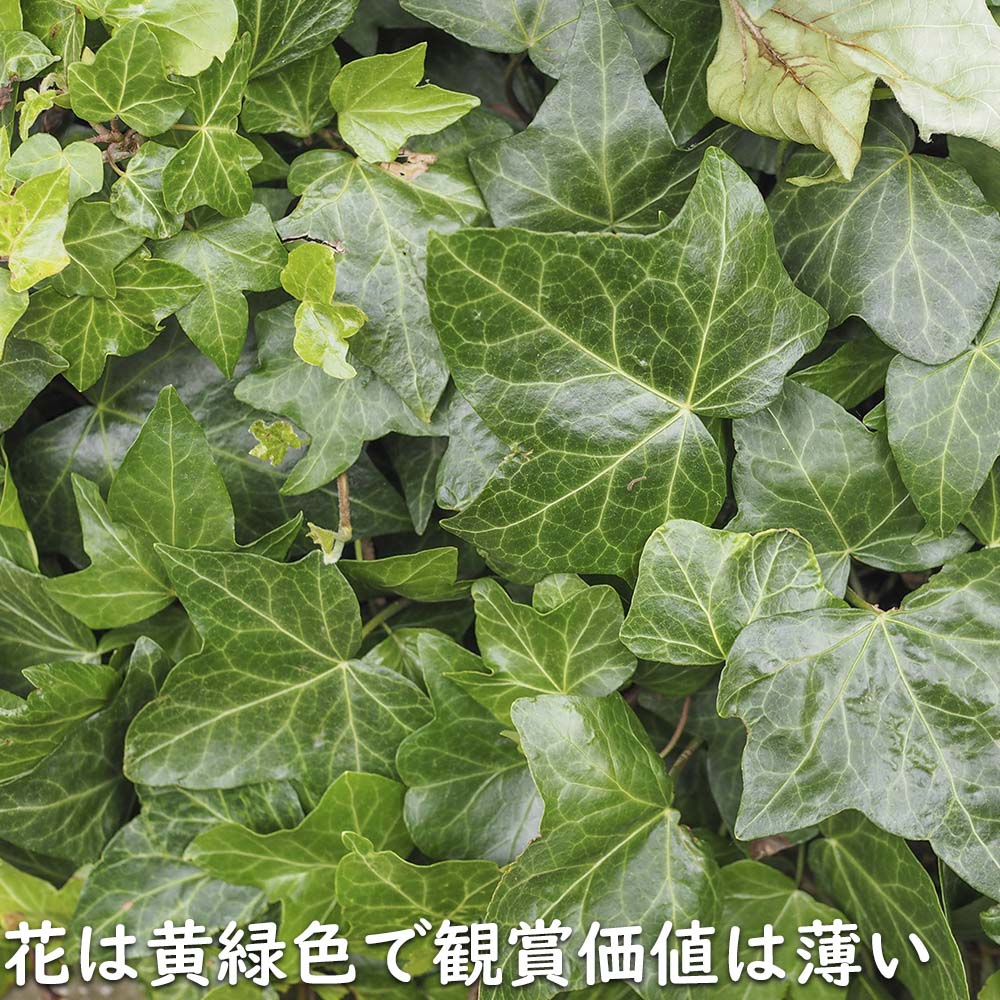 ヘデラ カナリエンシス 2m長尺 15cmポッ...の詳細画像5