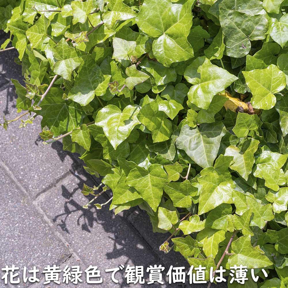 ヘデラ ヘリックス 2m長尺 13.5cmポット 苗木 アイビー 鉢植え