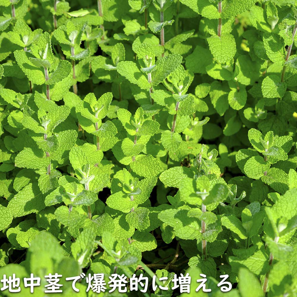 ペパーミントページ ペパーミント 9.0cmポット 60個 苗 : トオヤマグリーン - 通販 - Yahoo