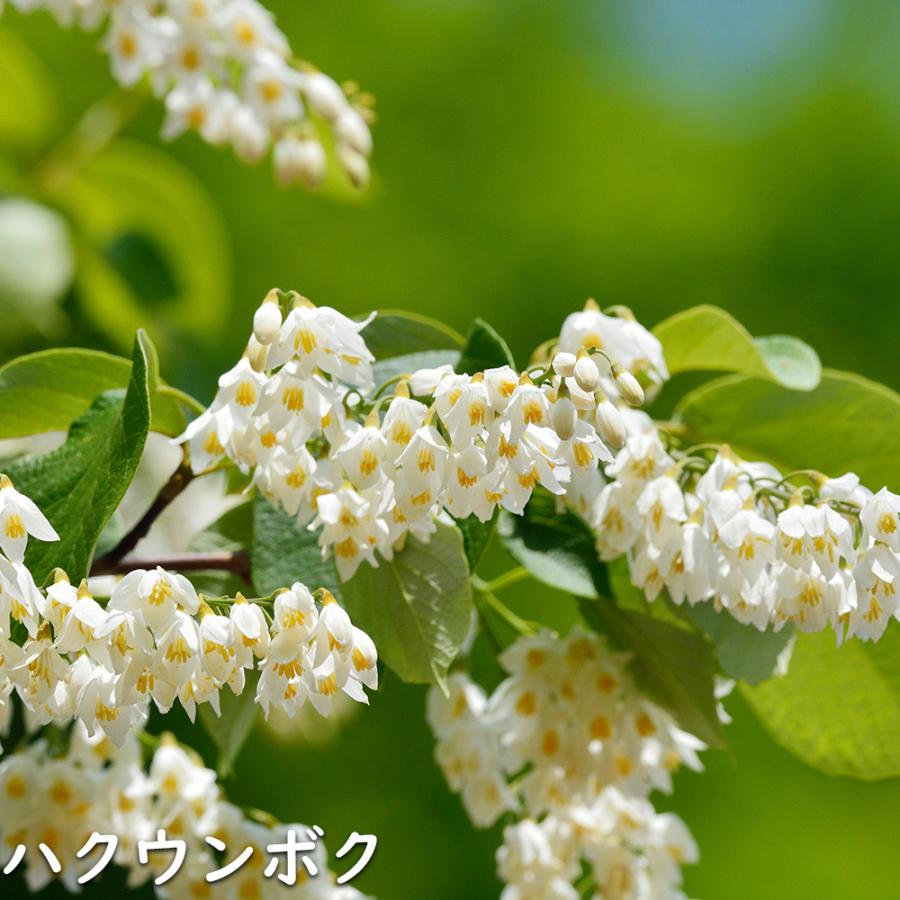 ハクウンボク 単木 1.7m 露地 苗木 VQL2610232449