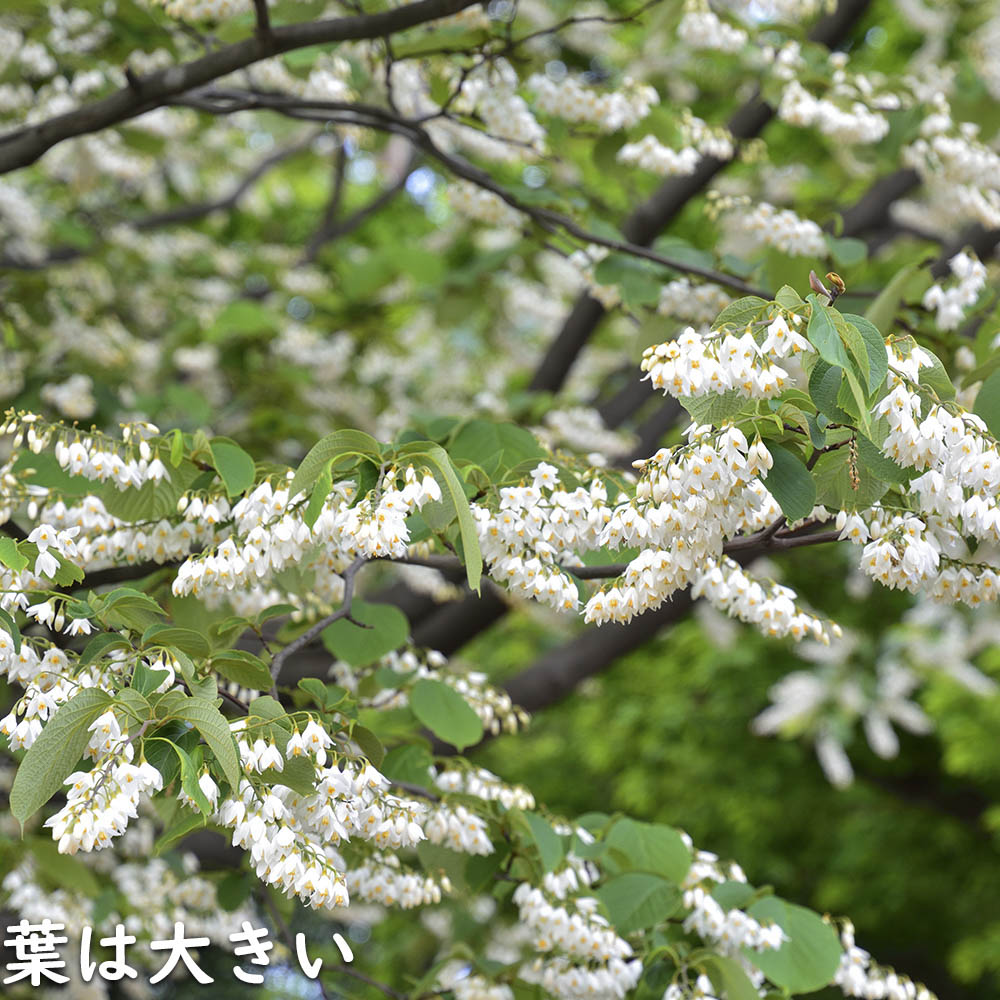 ハクウンボク 単木 1.7m 露地 苗木 VQL2610232449