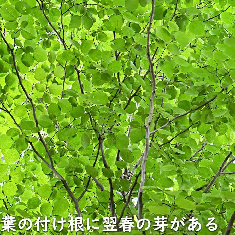 ハクウンボク 単木 1.7m 露地 苗木 VQL2610232449