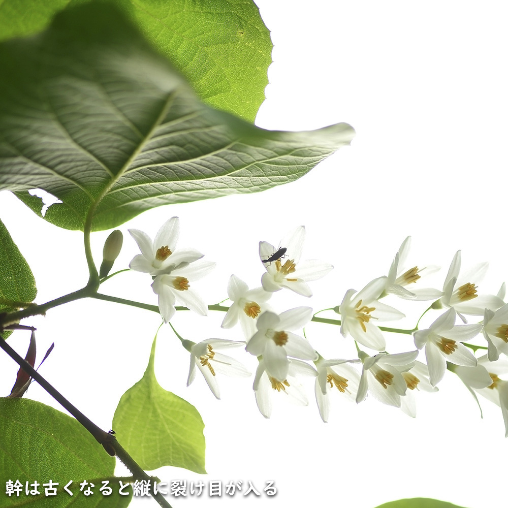 ハクウンボク 単木 1.7m 露地 苗木 VQL2610232449