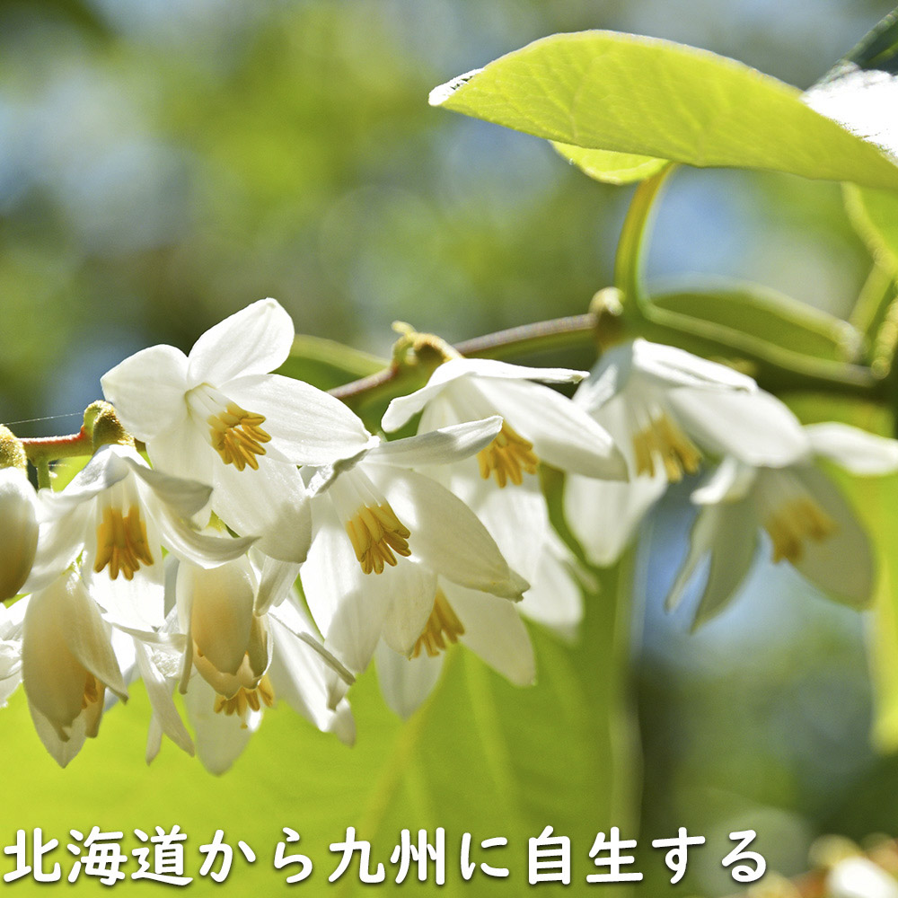 ハクウンボク 単木 1.7m 露地 苗木 VQL2610232449