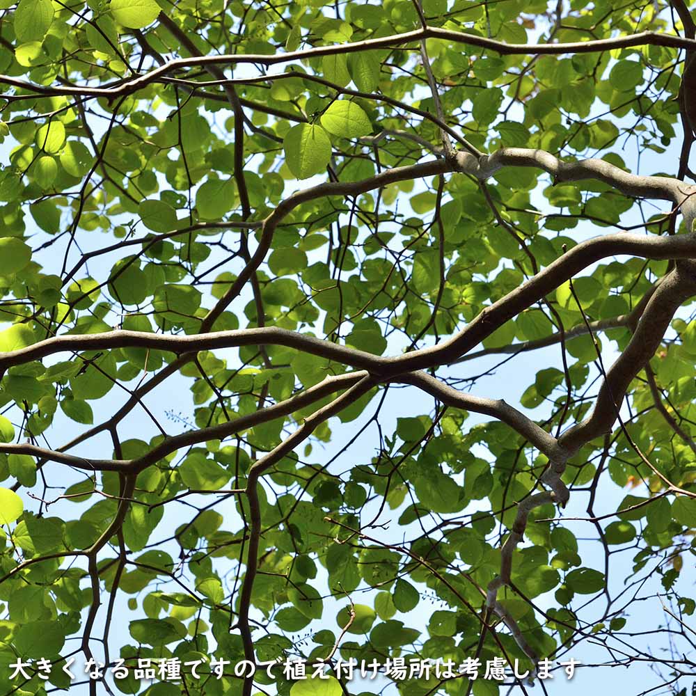 ハクウンボク 単木 1.7m 露地 苗木 VQL2610232449