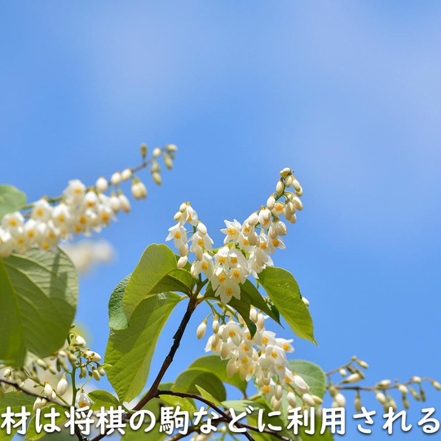 ハクウンボク 単木 1.7m 露地 苗木 VQL2610232449