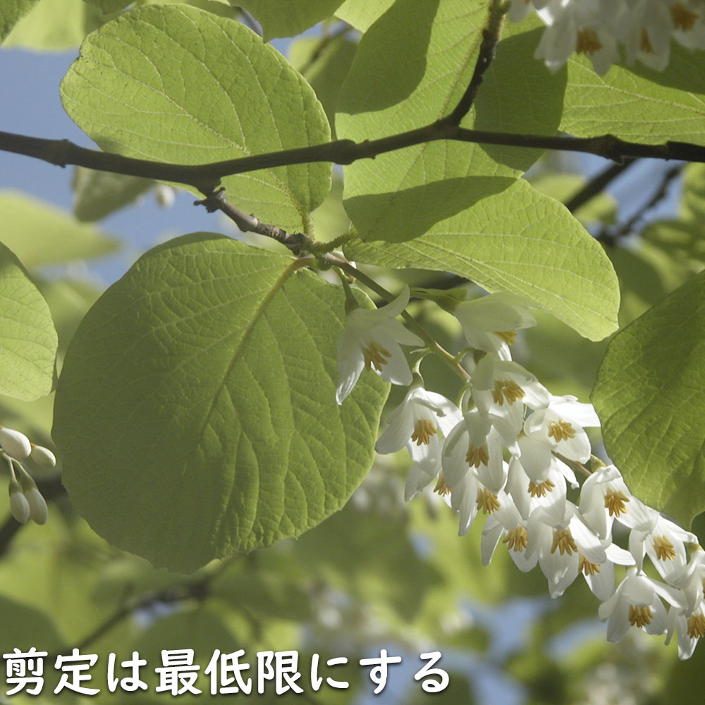 ハクウンボク 単木 1.7m 露地 苗木 VQL2610232449