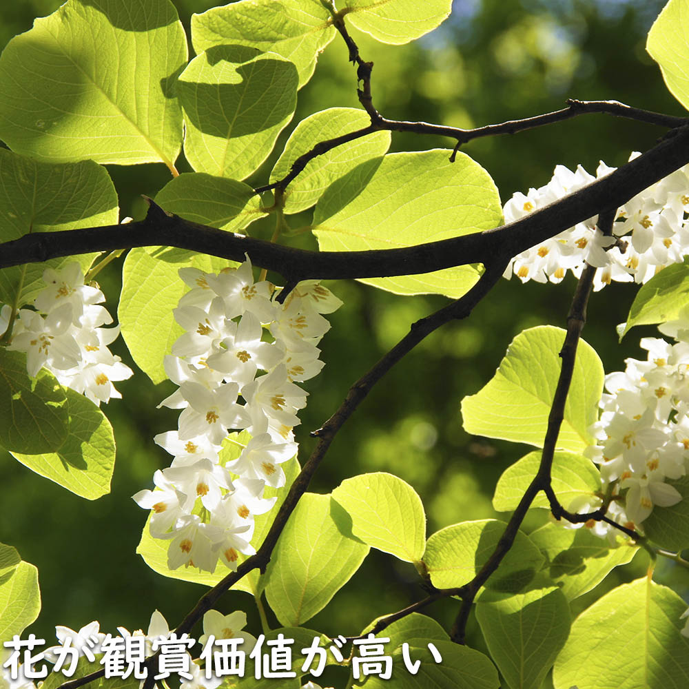 ハクウンボク 単木 1.7m 露地 苗木 VQL2610232449