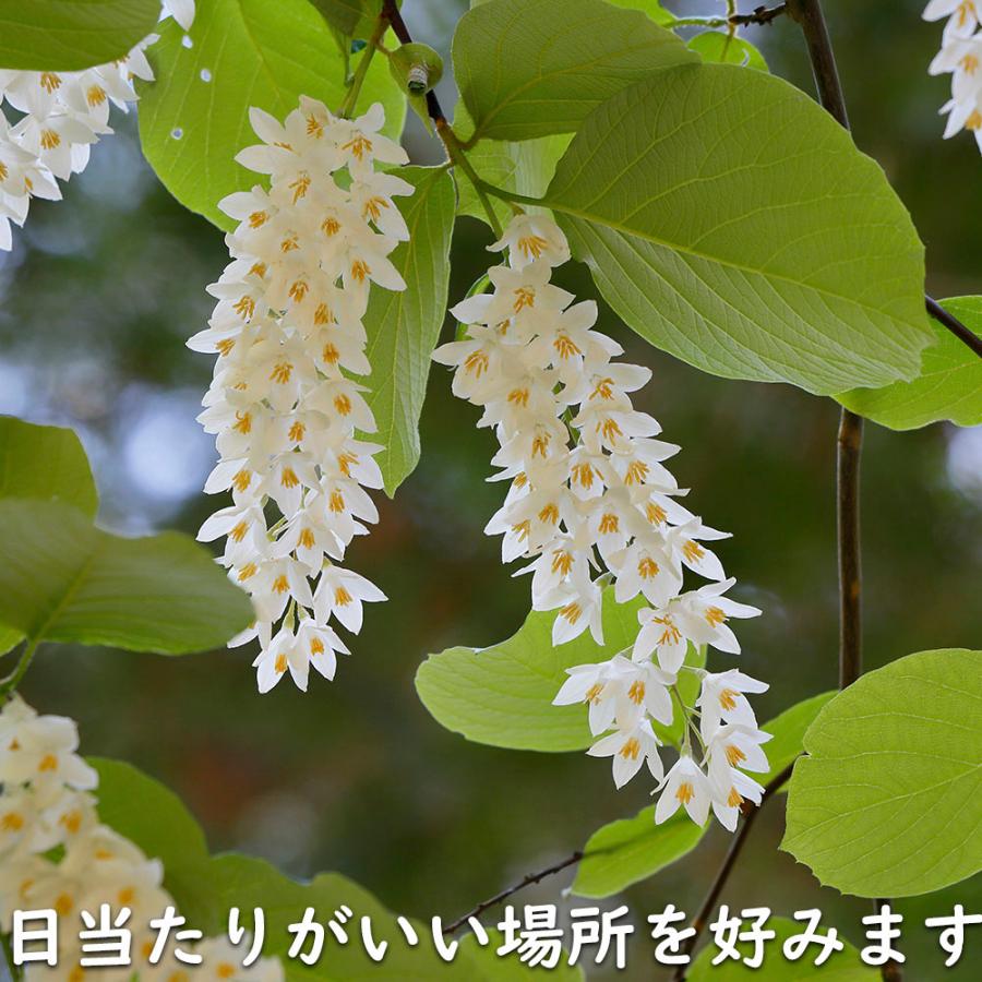 ハクウンボク 単木 1.7m 露地 苗木 VQL2610232449