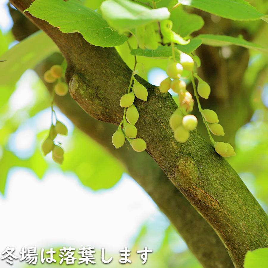 ハクウンボク 単木 1.7m 露地 苗木 VQL2610232449