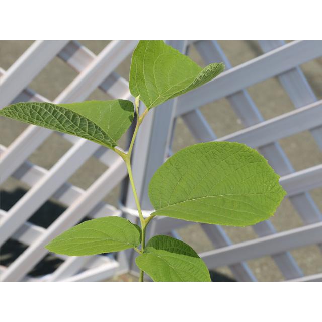 ハクウンボク 単木 1.7m 露地 苗木 VQL2610232449