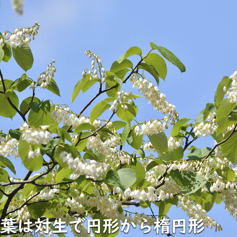 ハクウンボク 単木 1.7m 露地 苗木 VQL2610232449