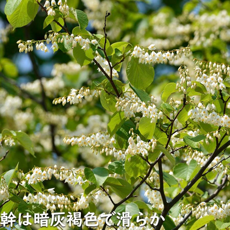 ハクウンボク 単木 1.7m 露地 苗木 VQL2610232449