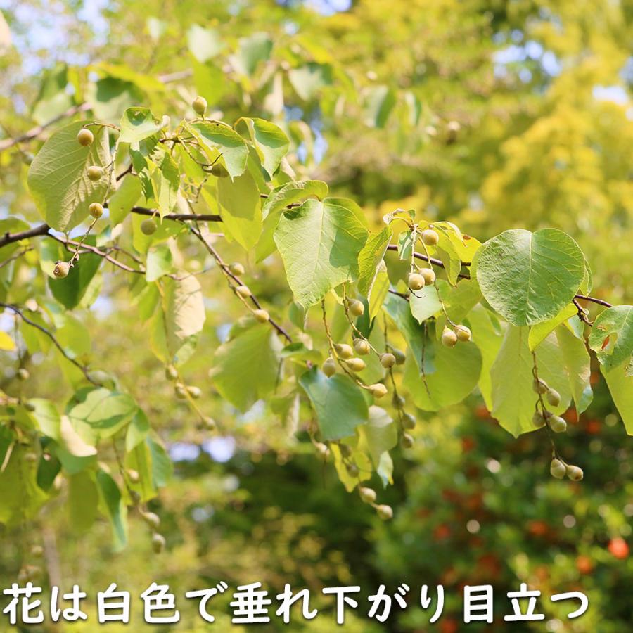 ハクウンボク 単木 1.7m 露地 苗木 VQL2610232449