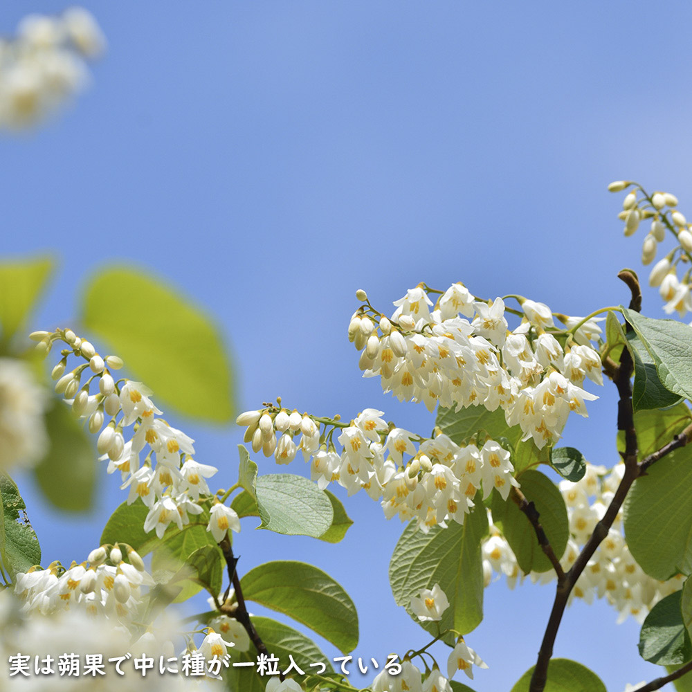 ハクウンボク 単木 1.7m 露地 苗木 VQL2610232449