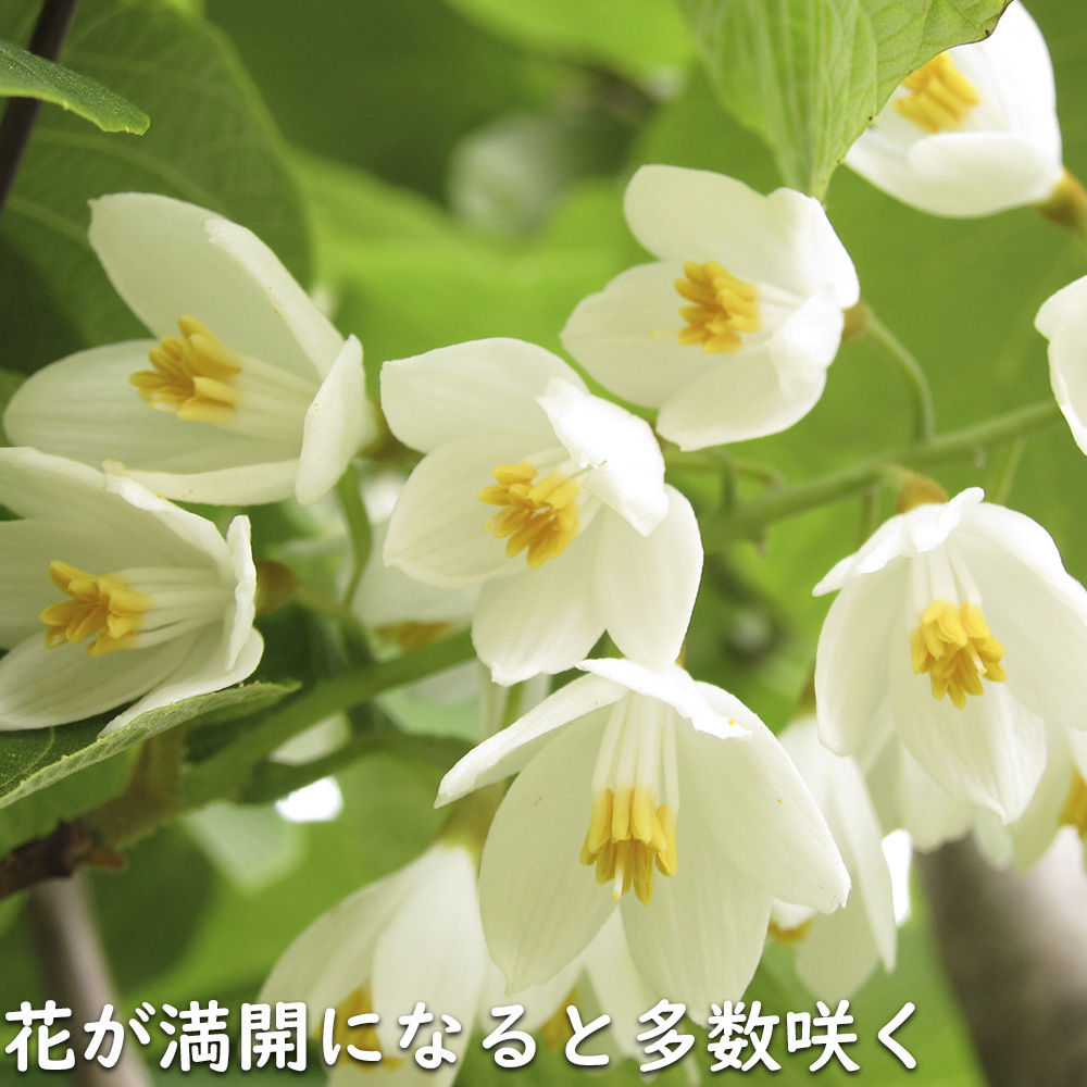 ハクウンボク 単木 1.7m 露地 苗木 VQL2610232449