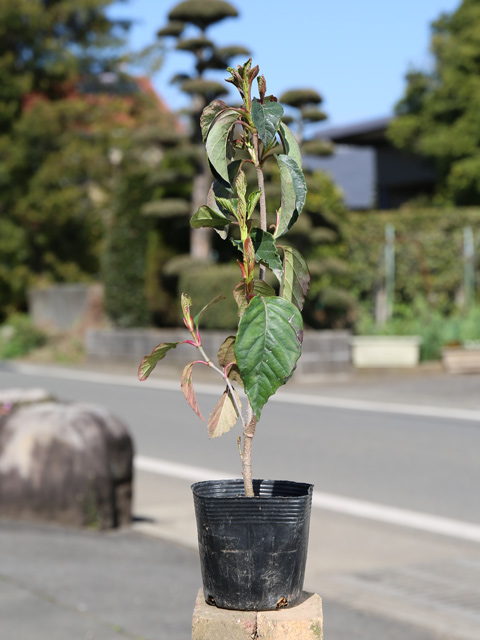 タイサンボク 木（苗木、植木） | 花、ガーデニング の商品一覧 通販