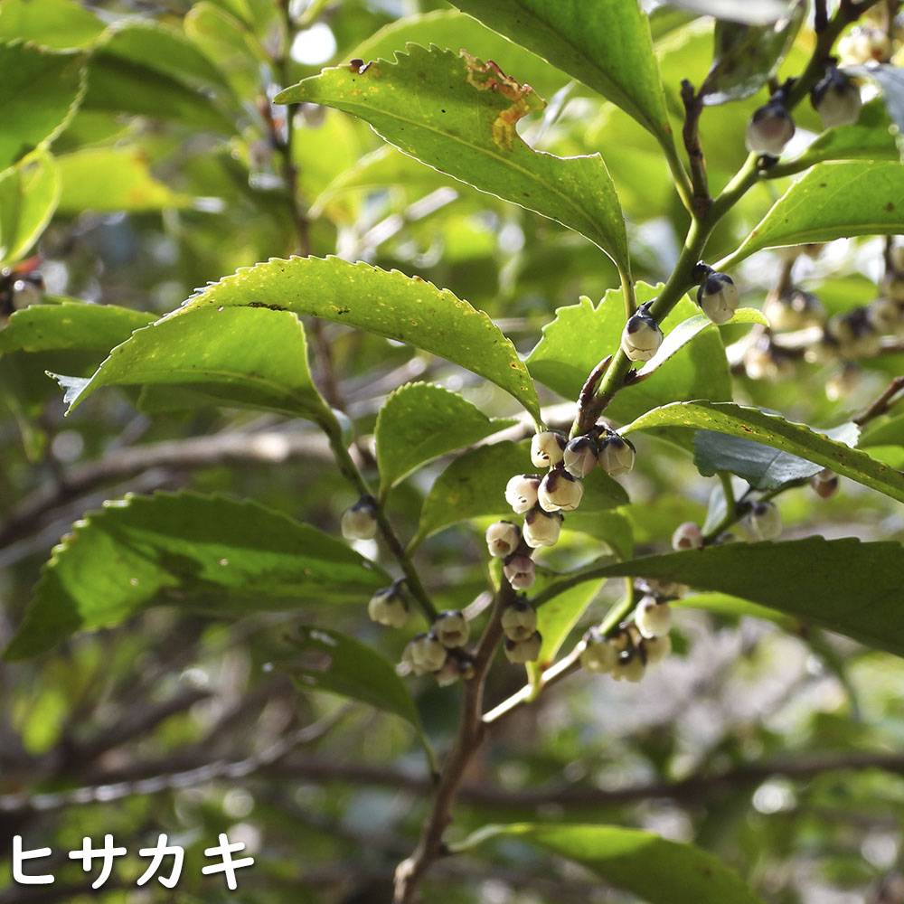 【新品訳あり】 ヒサカキ 1.5m 露地 苗木 【A1529679826】 (10010円)