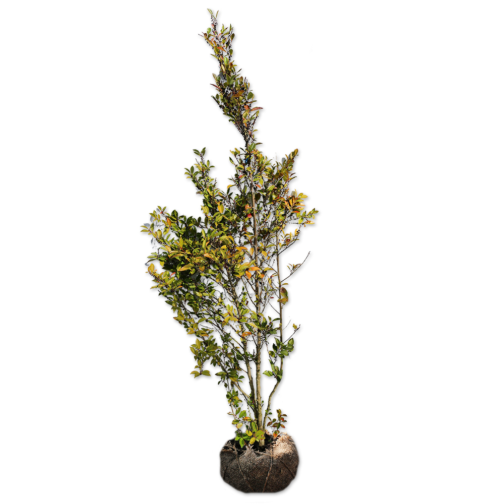 ヒサカキ 1.5m 露地 苗木(10010円)