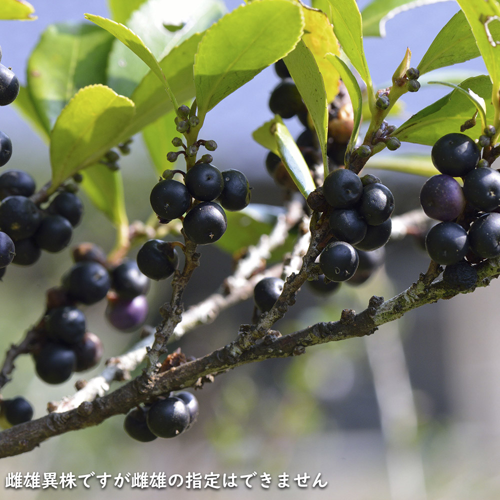 【新品訳あり】 ヒサカキ 1.5m 露地 苗木 【A1529679826】 (10010円)