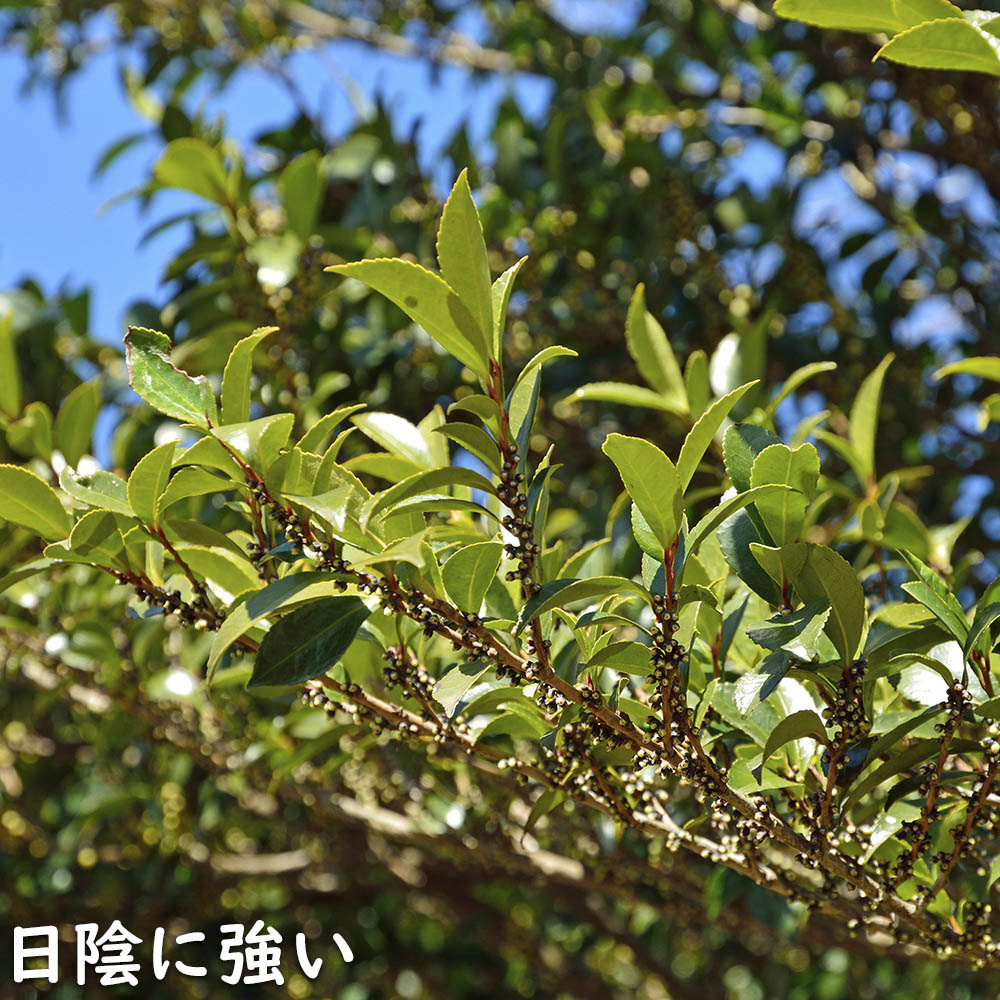 【新品訳あり】 ヒサカキ 1.5m 露地 苗木 【A1529679826】 (10010円)