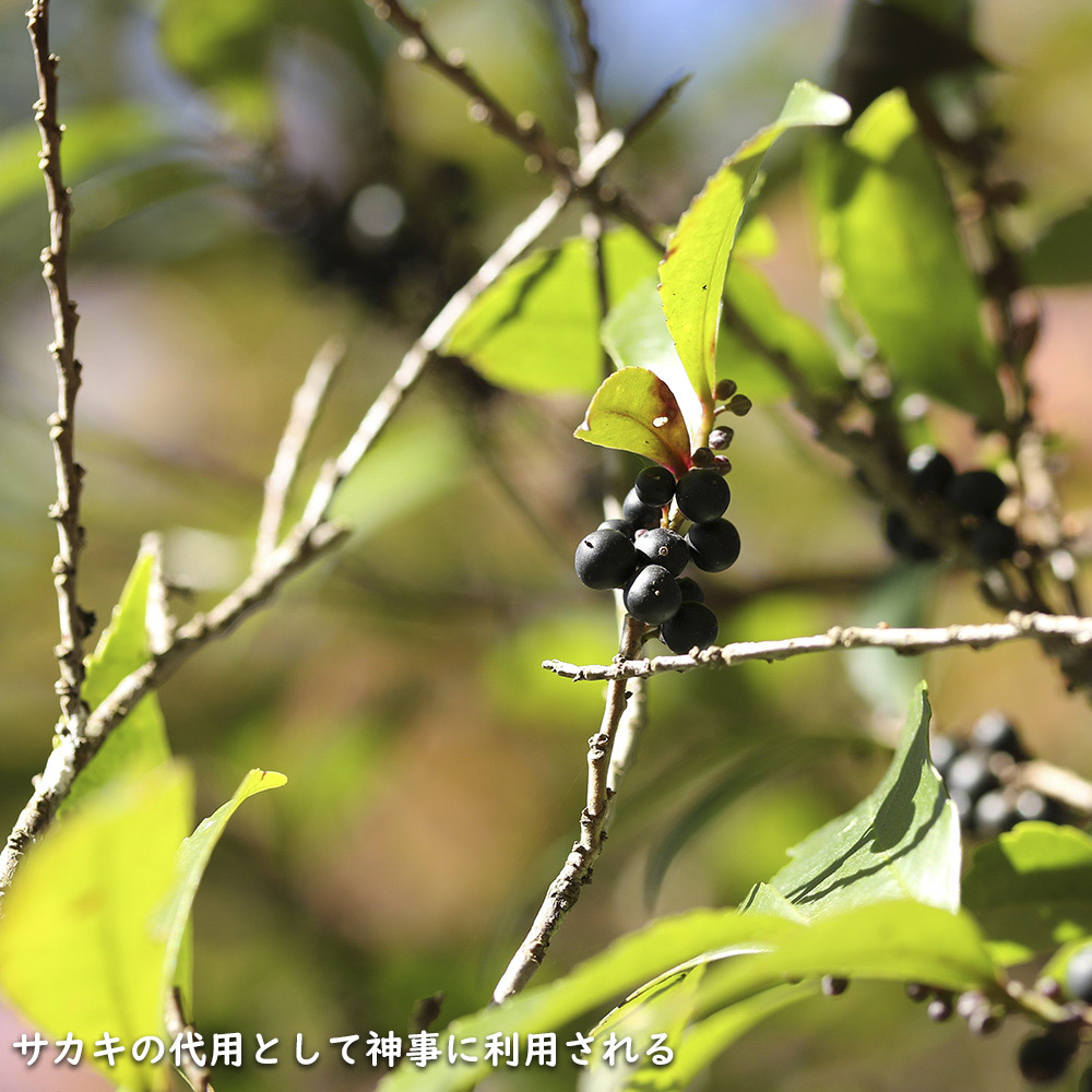 【新品訳あり】 ヒサカキ 1.5m 露地 苗木 【A1529679826】 (10010円)