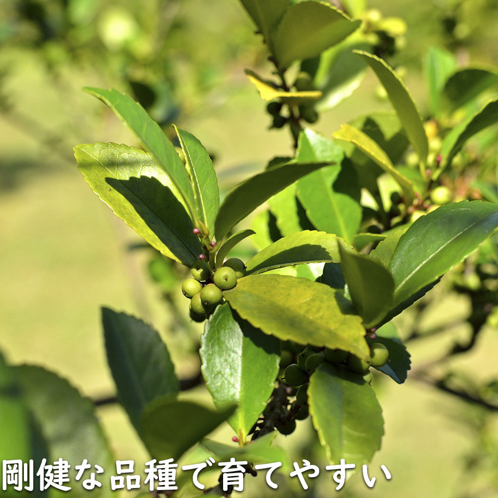 【新品訳あり】 ヒサカキ 1.5m 露地 苗木 【A1529679826】 (10010円)