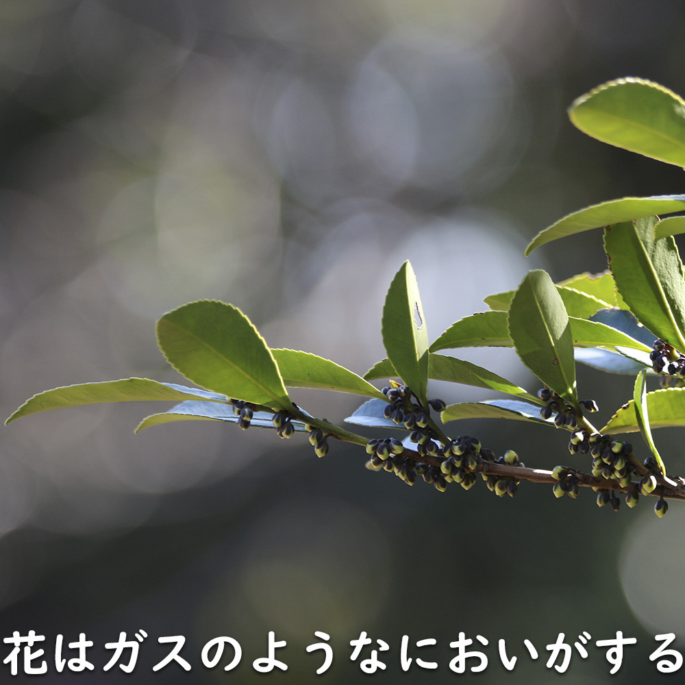 【新品訳あり】 ヒサカキ 1.5m 露地 苗木 【A1529679826】 (10010円)