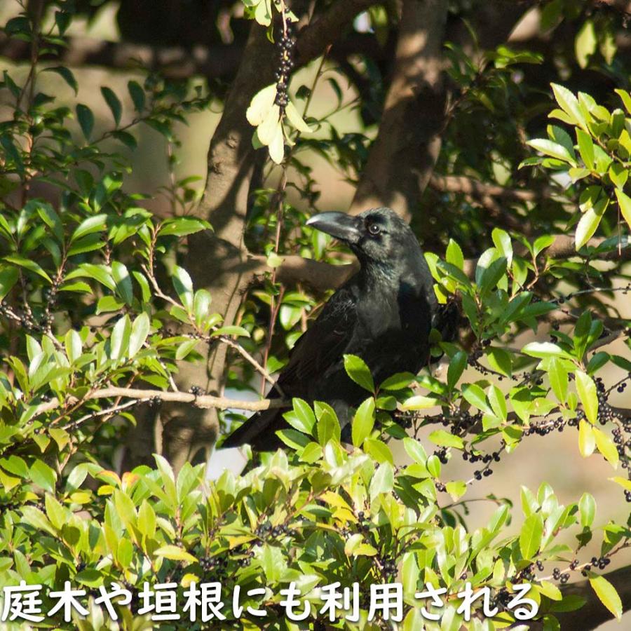 【新品訳あり】 ヒサカキ 1.5m 露地 苗木 【A1529679826】 (10010円)