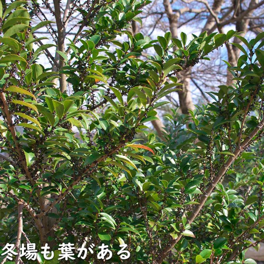 【新品訳あり】 ヒサカキ 1.5m 露地 苗木 【A1529679826】 (10010円)