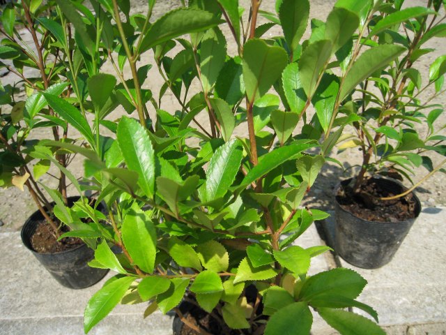 【新品訳あり】 ヒサカキ 1.5m 露地 苗木 【A1529679826】 (10010円)