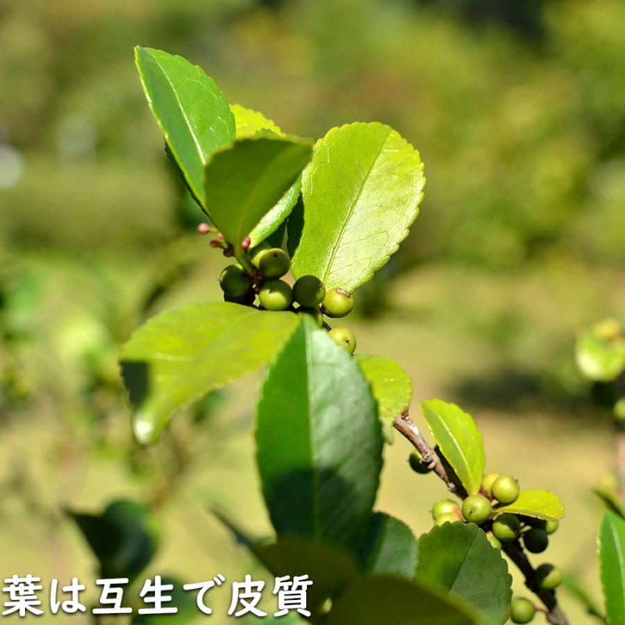 【新品訳あり】 ヒサカキ 1.5m 露地 苗木 【A1529679826】 (10010円)