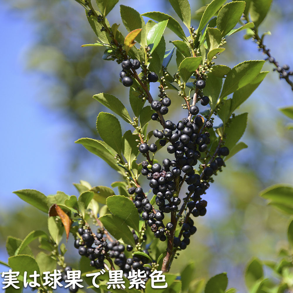 【新品訳あり】 ヒサカキ 1.5m 露地 苗木 【A1529679826】 (10010円)