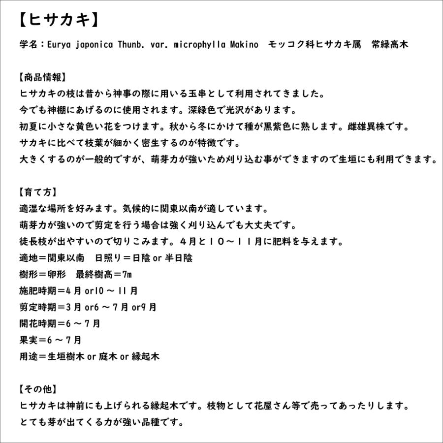 【新品訳あり】 ヒサカキ 1.5m 露地 苗木 【A1529679826】 (10010円)