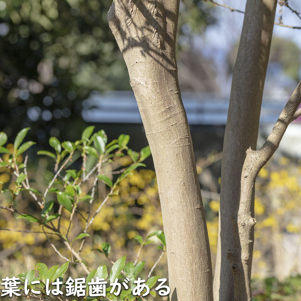 【新品訳あり】 ヒサカキ 1.5m 露地 苗木 【A1529679826】 (10010円)