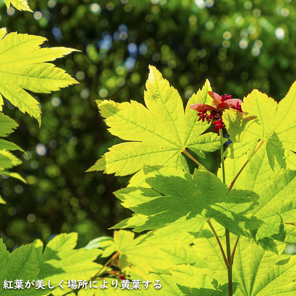 ハウチワカエデ 単木 2m 露地 2本 苗木 : 6080209 : トオヤマグリーン - 通販 - Yahoo!ショッピング