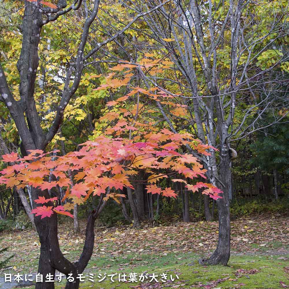 ハウチワカエデ 株立ち 2.5m 露地 苗木 : 608075 : トオヤマグリーン