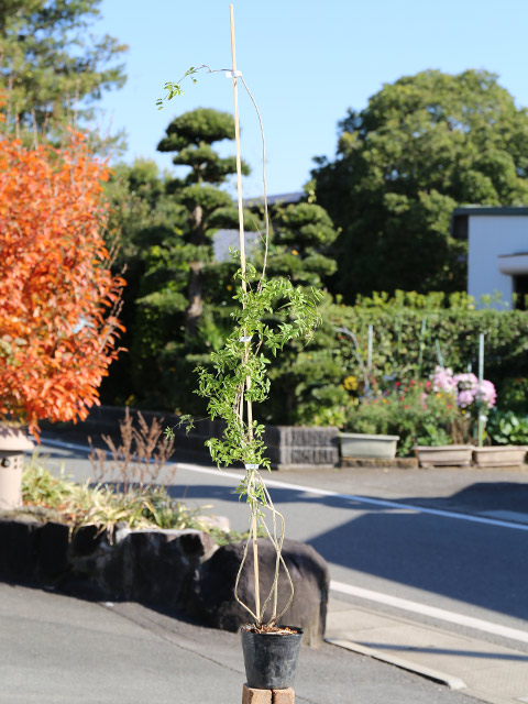 ハゴロモジャスミン 1.5m長尺 13.5cm...の詳細画像1
