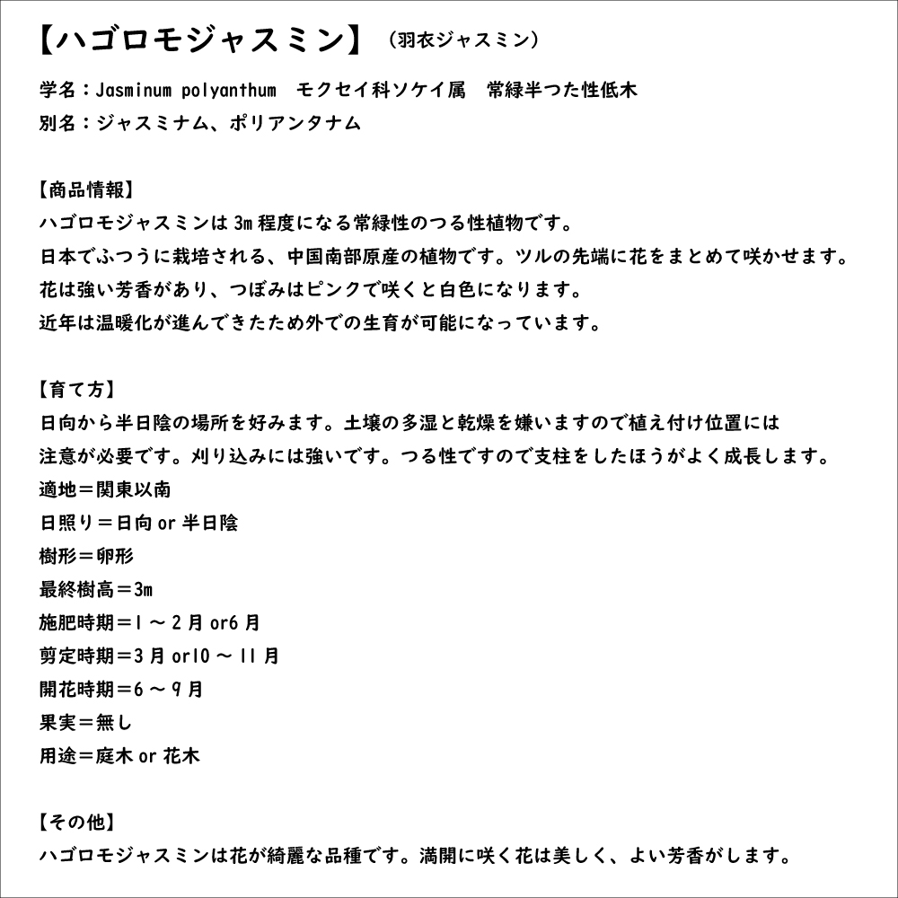 ハゴロモジャスミン 9.0cmポット 苗｜green-netbox｜08