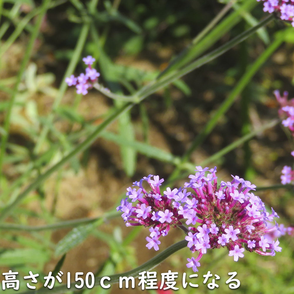 バーベナ ボナリエンシス 9.0cmポット 苗 |  | 12