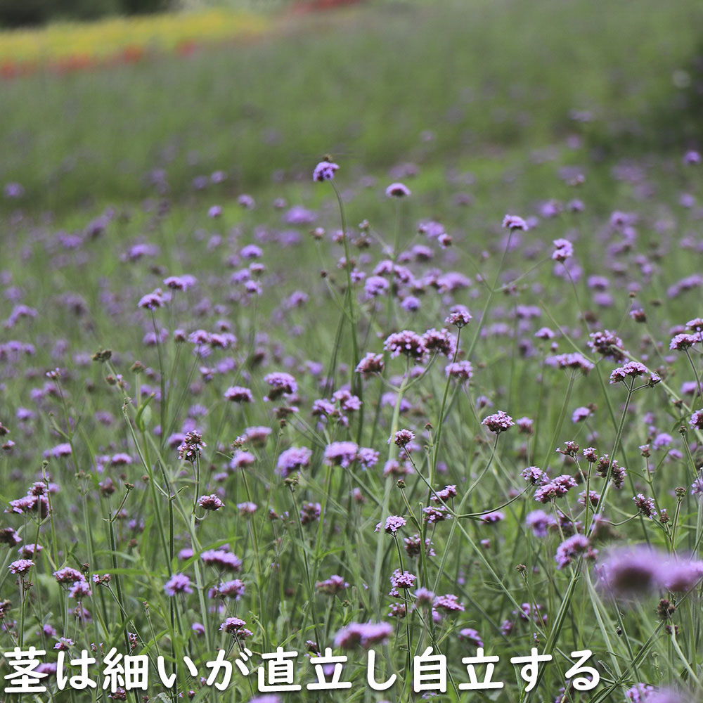 バーベナ ボナリエンシス 9.0cmポット 苗 |  | 13