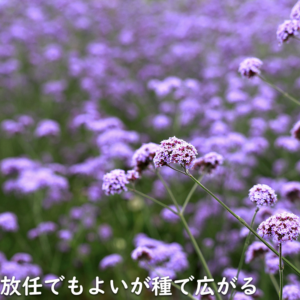 バーベナ ボナリエンシス 9.0cmポット 苗 |  | 16