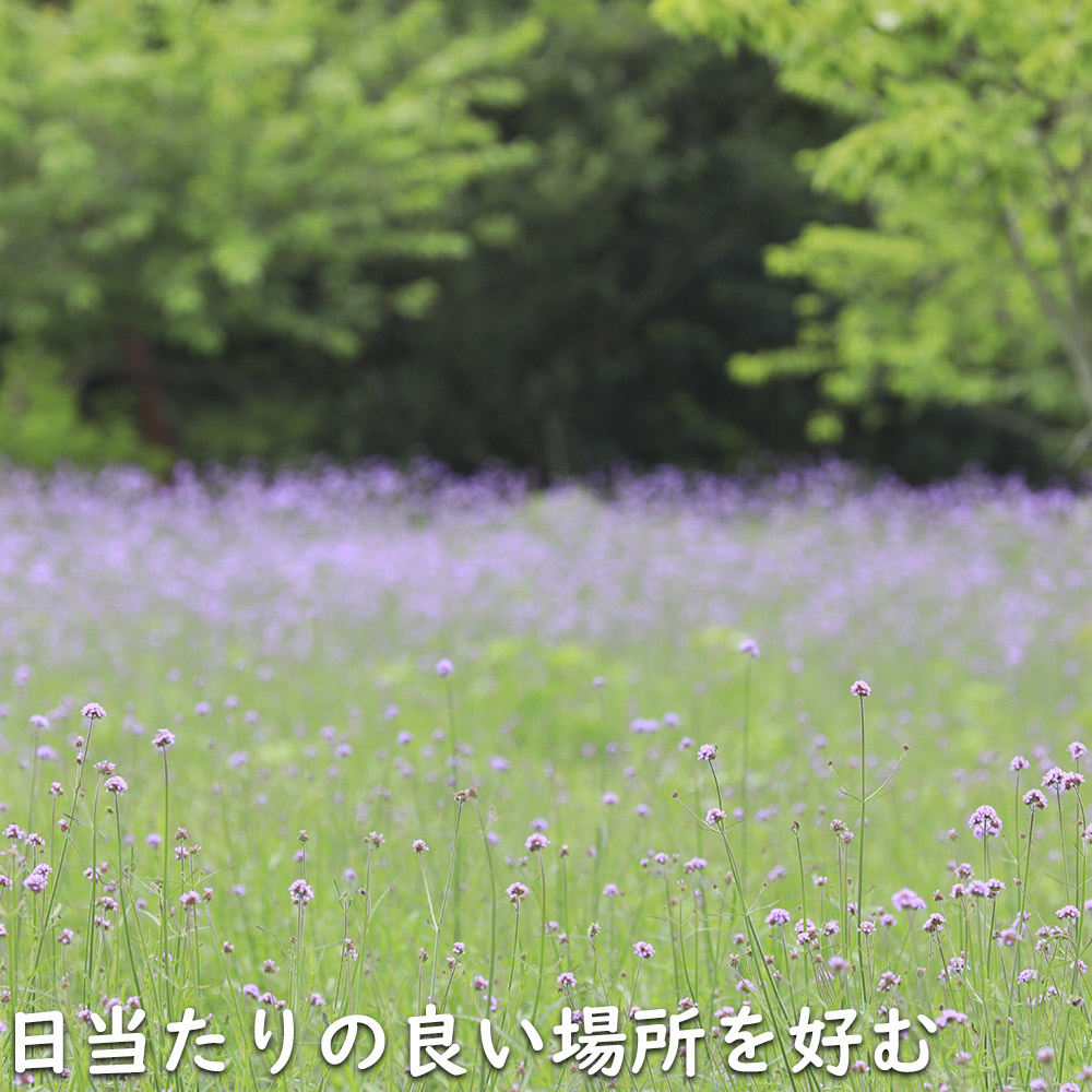 バーベナ ボナリエンシス 9.0cmポット 苗 |  | 18