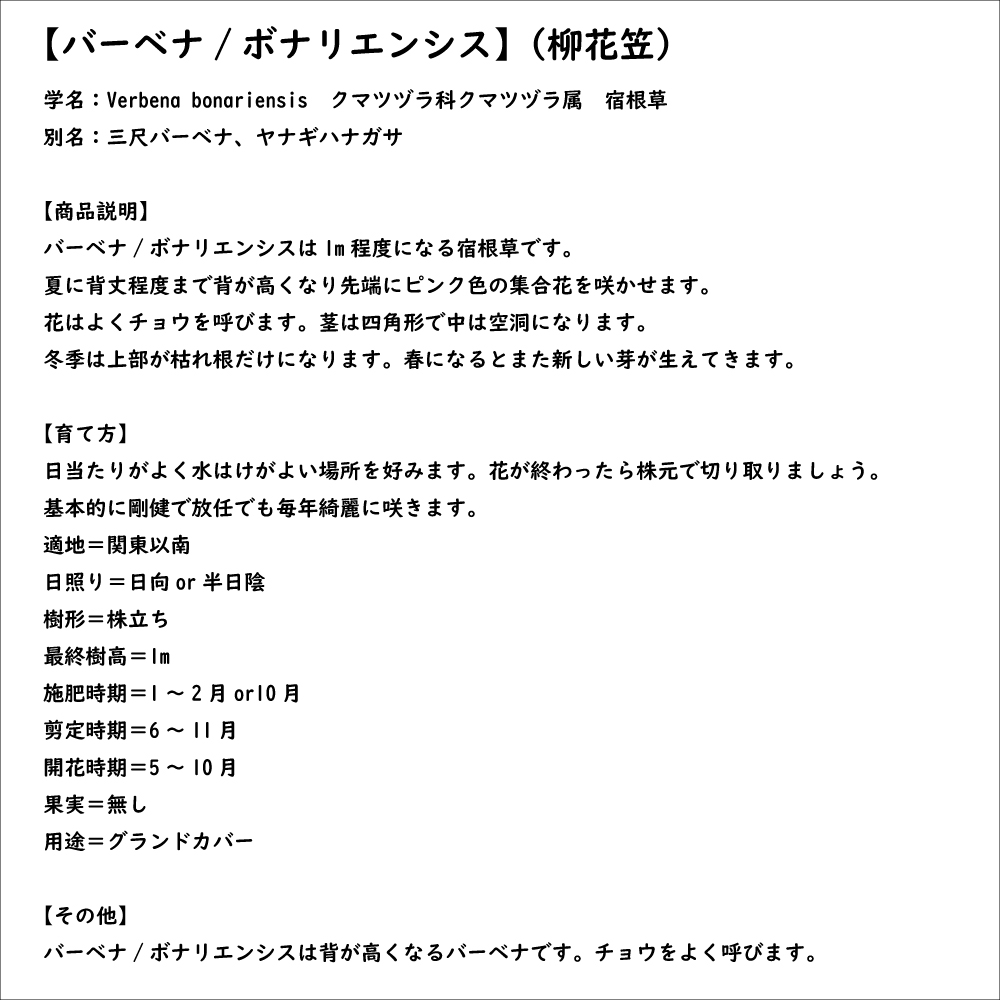 バーベナ ボナリエンシス 9.0cmポット 苗 |  | 07
