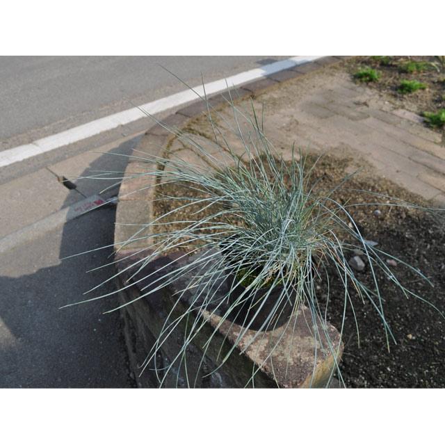 フェスツカ グラウカ 10.5cmポット 25個 苗 TMF2175191584