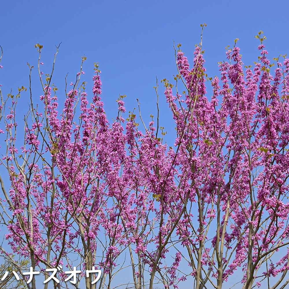ハナズオウ 1.5m 露地 苗木 SKC2320203261